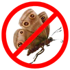 Moth Control Windsor